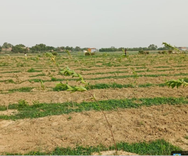ककरा काकर कुंड में नगर निगम ने बिना ट्रीगार्ड लगाए पौधे। जागरण
